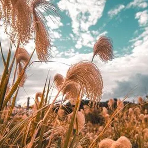 史上最优美的轻音乐