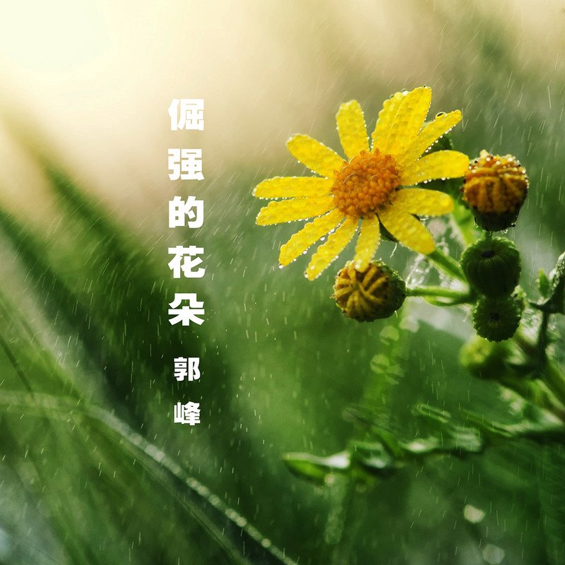 郭峰-《倔强的花朵》