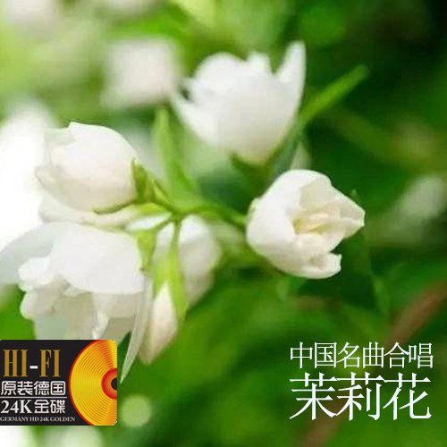 中国名曲合唱：茉莉花